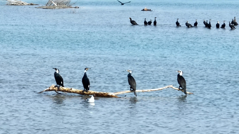 Migratory Birds Thrive at Xinjiang's Bosten Lake as Ecology Rebounds 🌿🦢 video poster