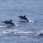 China Pledges New Era in Global Ocean Governance 🌊