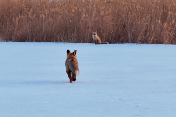 Rare Red Foxes Spotted in Snowy Xinjiang Park 🦊❄️ video poster