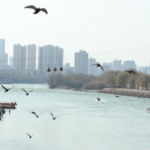 Spring Splendor: Yellow River Comes Alive in Gansu 🌸🦆 video poster