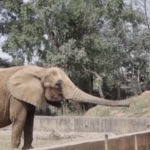 Z39V2HZ6U6THKV79CLNK - 🌍NewspaperAmigo – Your Global News Buddy 🗞️ Tanzania Debates Lifting Wildlife Trade Ban Amid Rising Human-Animal Conflict 🐒