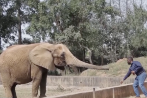 Tanzania Debates Lifting Wildlife Trade Ban Amid Rising Human-Animal Conflict 🐒