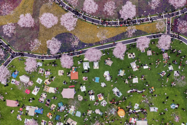 Pink Paradise: Zhongxi Cherry Blossoms Draw Spring Crowds 🌸