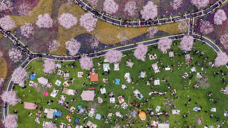 Pink Paradise: Zhongxi Cherry Blossoms Draw Spring Crowds 🌸
