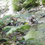 Rare Macaque Family Spotted in Yunnan Reserve 🌿✨ video poster