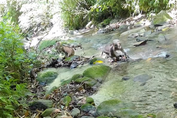Rare Macaque Family Spotted in Yunnan Reserve 🌿✨ video poster