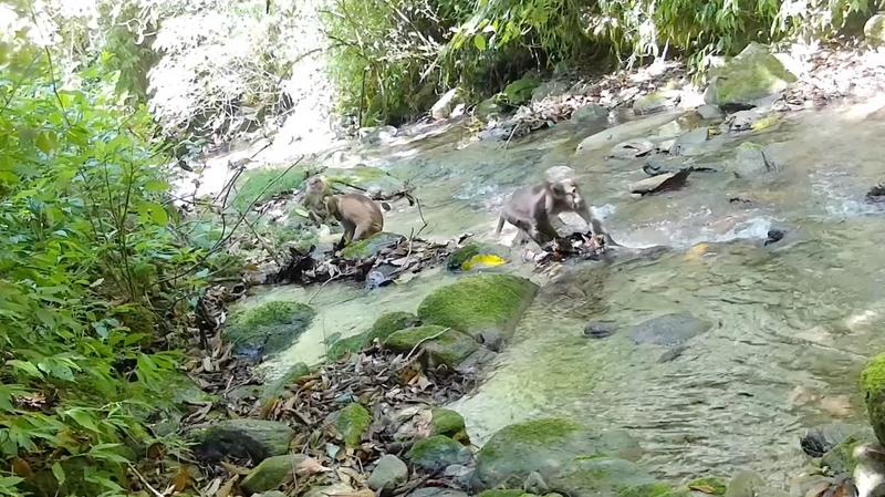 Rare Macaque Family Spotted in Yunnan Reserve 🌿✨ video poster