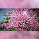 Blooming Beauty: Beijing’s Jingshan Park Springs to Life in 2026 🌸 video poster
