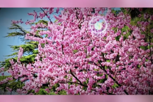 Blooming Beauty: Beijing’s Jingshan Park Springs to Life in 2026 🌸 video poster