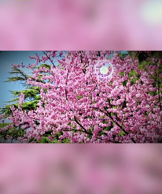 Blooming Beauty: Beijing’s Jingshan Park Springs to Life in 2026 🌸 video poster