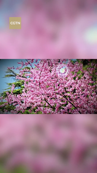 Blooming Beauty: Beijing’s Jingshan Park Springs to Life in 2026 🌸 video poster