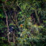 Rare Hornbill Spotted in SW China: Conservation Win 🦜