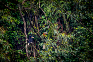 Rare Hornbill Spotted in SW China: Conservation Win 🦜