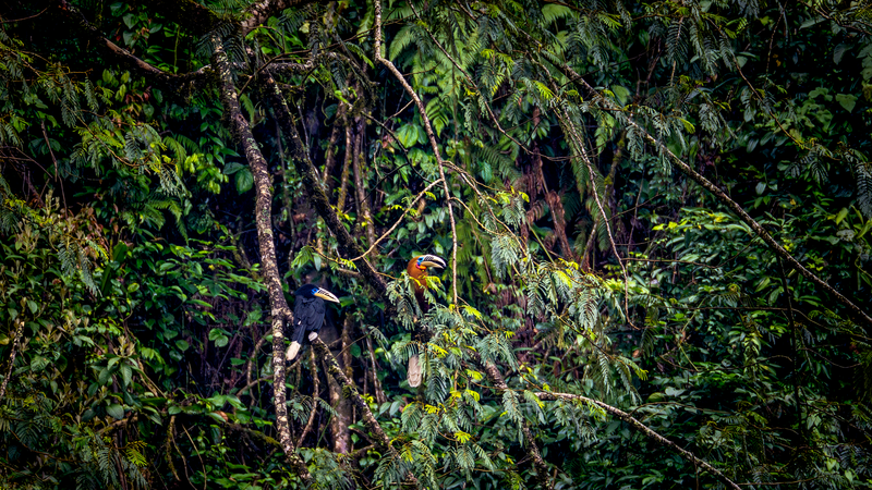 Rare Hornbill Spotted in SW China: Conservation Win 🦜