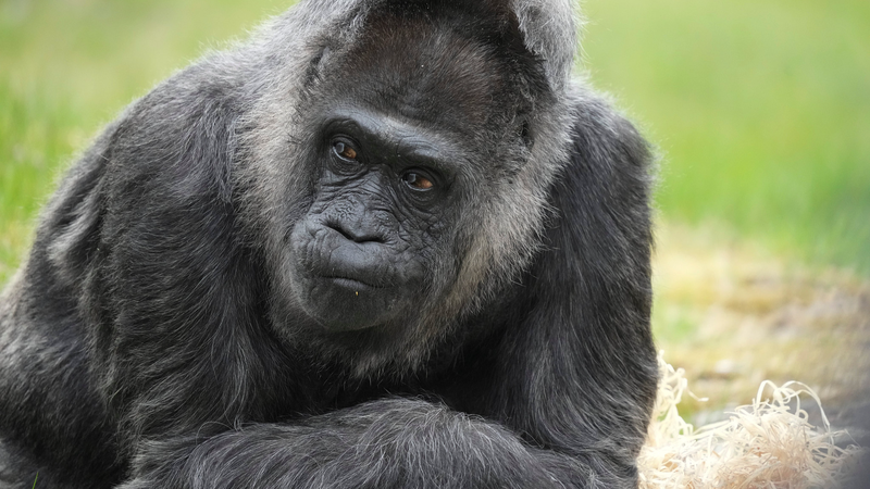 20VFNN4MUKP6IPPAR2J5 - 🌍NewspaperAmigo – Your Global News Buddy 🗞️ Berlin’s Legendary Gorilla Fatou Turns 69 🎉