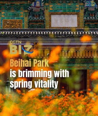 Spring Blooms Paint Beihai Park in Vibrant Hues 🌸🏯 video poster