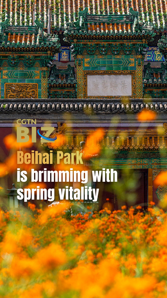 2XSBC2MC5NAT0USQ7L0M - 🌍NewspaperAmigo – Your Global News Buddy 🗞️ Spring Blooms Paint Beihai Park in Vibrant Hues 🌸🏯 video poster