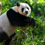 Panda Bros Steal Spotlight at Hainan Expo 🐼✨ video poster