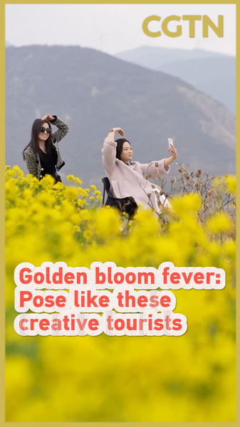 Golden Bloom Fever Takes Over Shanxi’s Rapeseed Fields 🌼📸 video poster