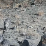 Rare Snow Leopard Family Spotted in Xinjiang 🐾 video poster