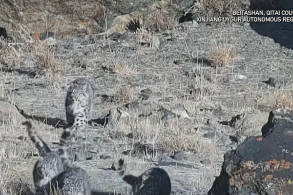 Rare Snow Leopard Family Spotted in Xinjiang 🐾 video poster