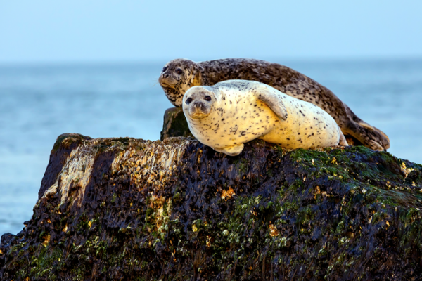 Spot the Spots: Changdao’s Seal Migration Peaks in 2026 🌊🦈 video poster