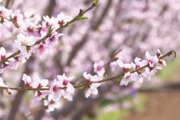Pinggu Peach Blossom Festival: A Spring Spectacle in Beijing 🌸✨ video poster
