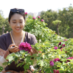Heze Peonies Bloom into Global Empire 🌸💼 video poster