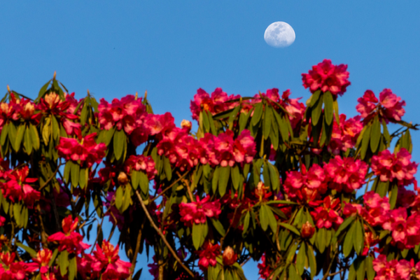 World's Largest Azalea Forest Blooms in 2026 🌺✨