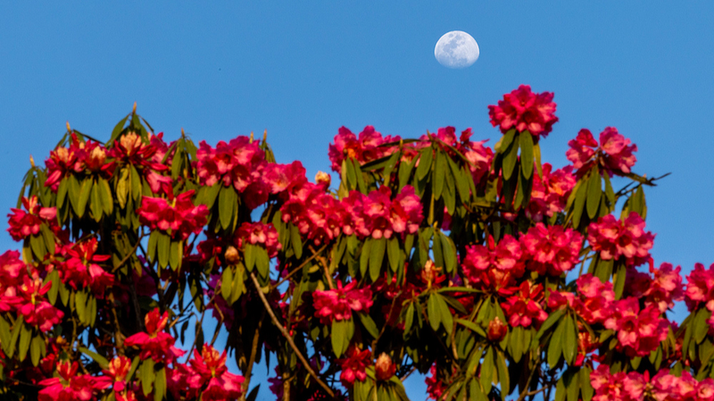 World's Largest Azalea Forest Blooms in 2026 🌺✨