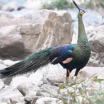 Rare Bird Duo Sparks Conservation Buzz in Yunnan 🌿📸 Rare Bird Duo Sparks Conservation Buzz in Yunnan 🌿📸 video poster
