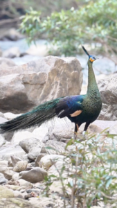 Rare Bird Duo Sparks Conservation Buzz in Yunnan 🌿📸 video poster