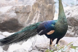 Rare Bird Duo Sparks Conservation Buzz in Yunnan 🌿📸 video poster
