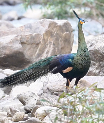 Rare Bird Duo Sparks Conservation Buzz in Yunnan 🌿📸 video poster
