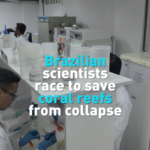 Brazilian Scientists Lead Coral Rescue Mission ๐๐ฌ Brazilian Scientists Lead Coral Rescue Mission ๐๐ฌ video poster
