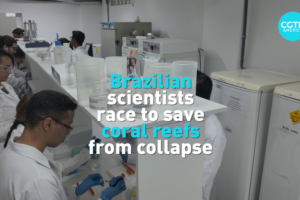 Brazilian Scientists Lead Coral Rescue Mission 🌊🔬 video poster