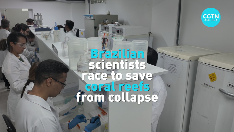 Brazilian Scientists Lead Coral Rescue Mission 🌊🔬 video poster