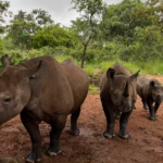 China & Africa Unite to Save Rare Species 🌍🦏