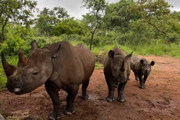China & Africa Unite to Save Rare Species 🌍🦏