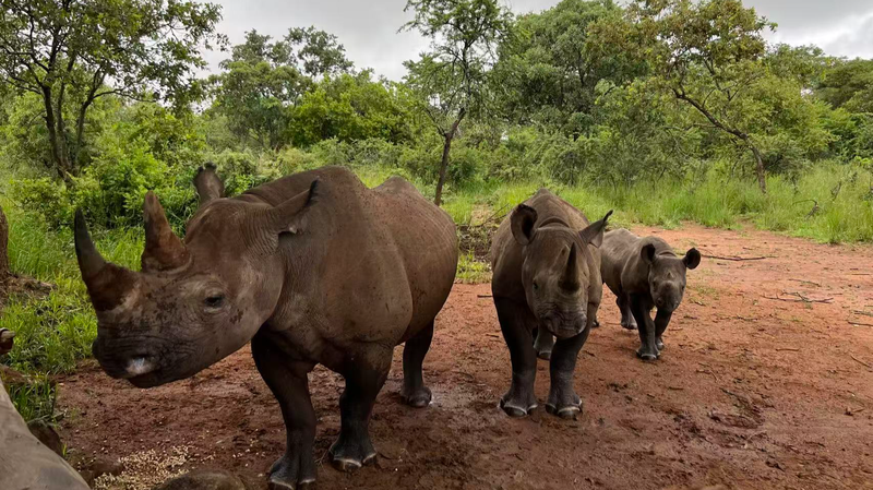 China & Africa Unite to Save Rare Species 🌍🦏