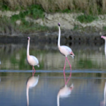 Flamingos Stroll on 'Mirror Lake' in Shanxi's Surreal Salt Oasis 🌅🦩 video poster