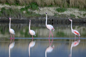 Flamingos Stroll on 'Mirror Lake' in Shanxi's Surreal Salt Oasis 🌅🦩 video poster