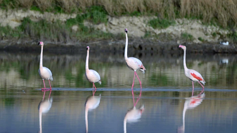 Flamingos Stroll on 'Mirror Lake' in Shanxi's Surreal Salt Oasis 🌅🦩 video poster