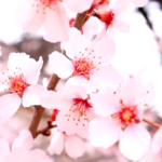 Nyingchi's Peach Blossom Festival Blends Nature & Tech 🌸🏔️ video poster