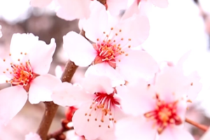 Nyingchi's Peach Blossom Festival Blends Nature & Tech 🌸🏔️ video poster