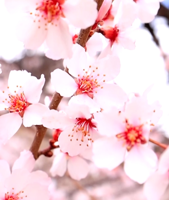 Nyingchi's Peach Blossom Festival Blends Nature & Tech 🌸🏔️ video poster
