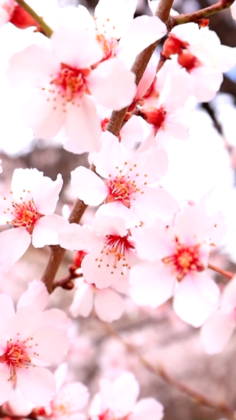 B26KD7GEWHUJC65BRB2Y - 🌍NewspaperAmigo – Your Global News Buddy 🗞️ Nyingchi's Peach Blossom Festival Blends Nature & Tech 🌸🏔️ video poster