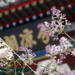 Beijing's Beihai Park Blooms with Fragrant Lilacs 🌸 | Spring 2026 video poster