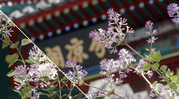 Beijing's Beihai Park Blooms with Fragrant Lilacs 🌸 | Spring 2026 video poster