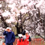 Pink Paradise: Nyingchi's Peach Blossoms Bloom in Spring 2026 🌸 video poster